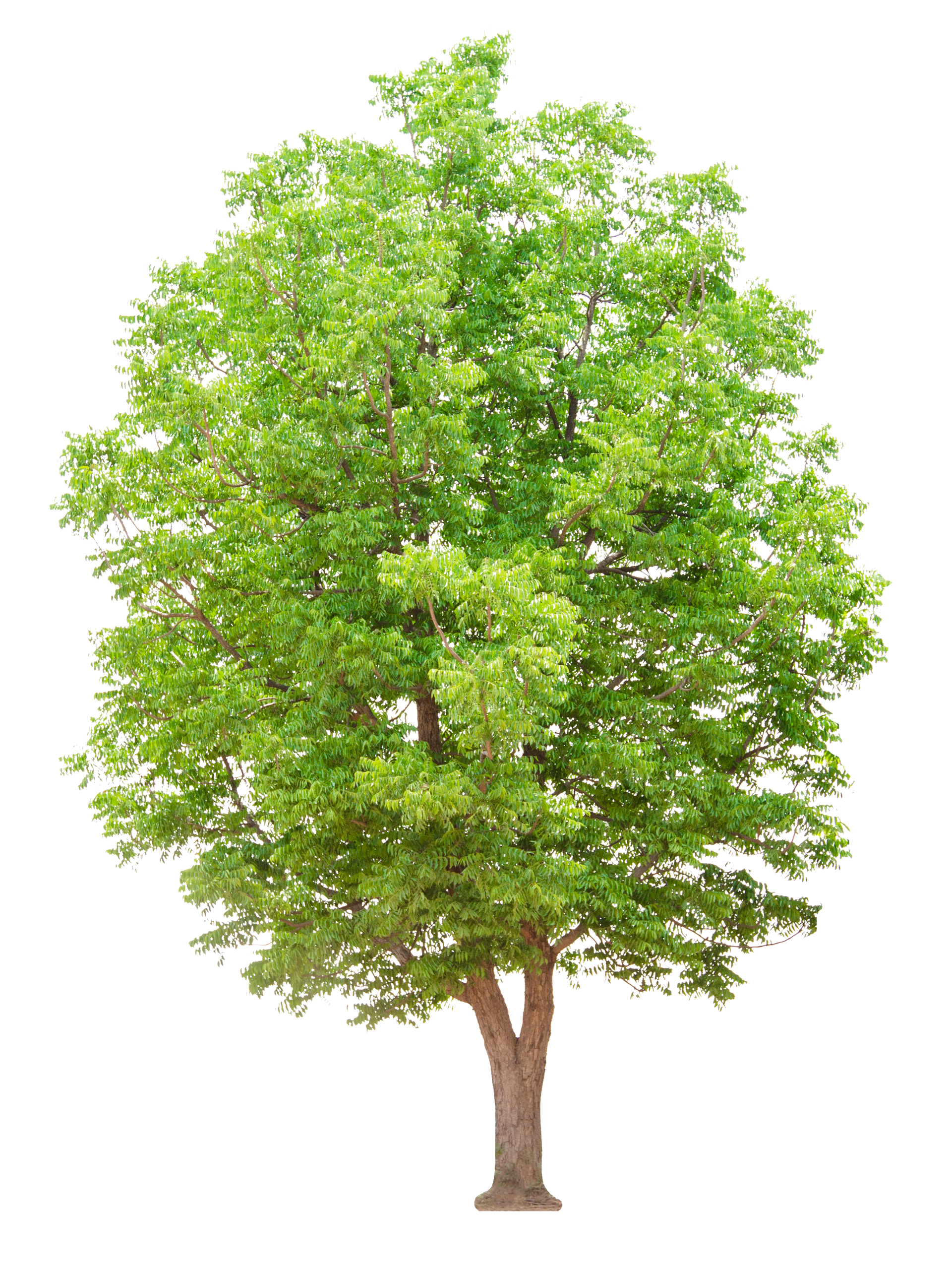 Illustration d'un arbre