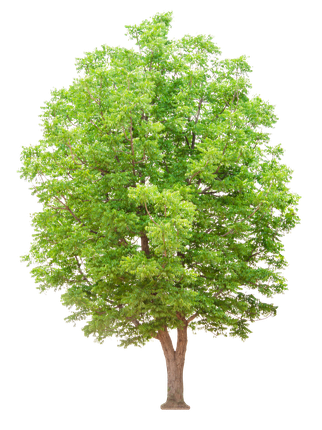 Illustration d'un arbre