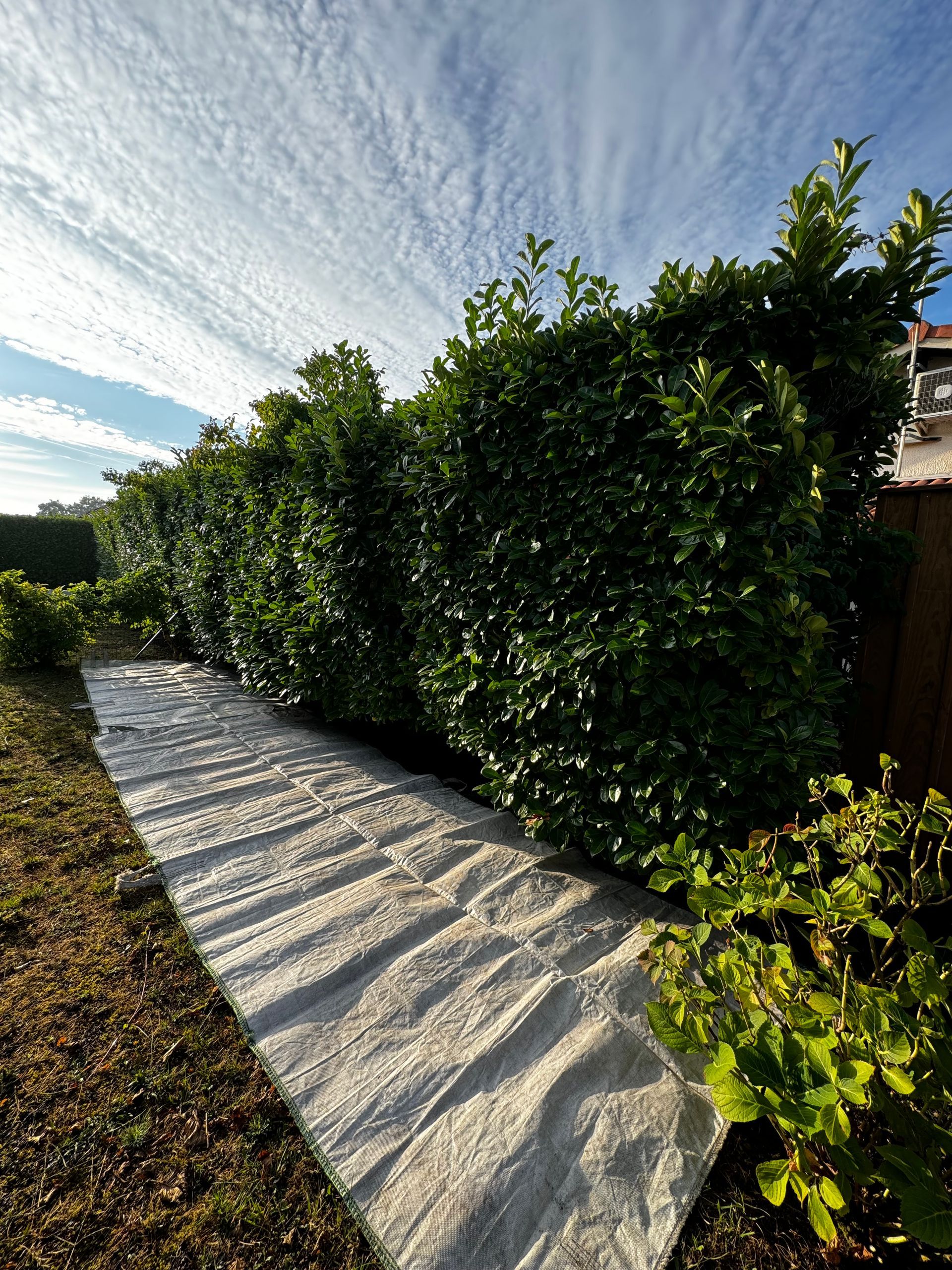 Grande bâche blanche devant une grande haie.