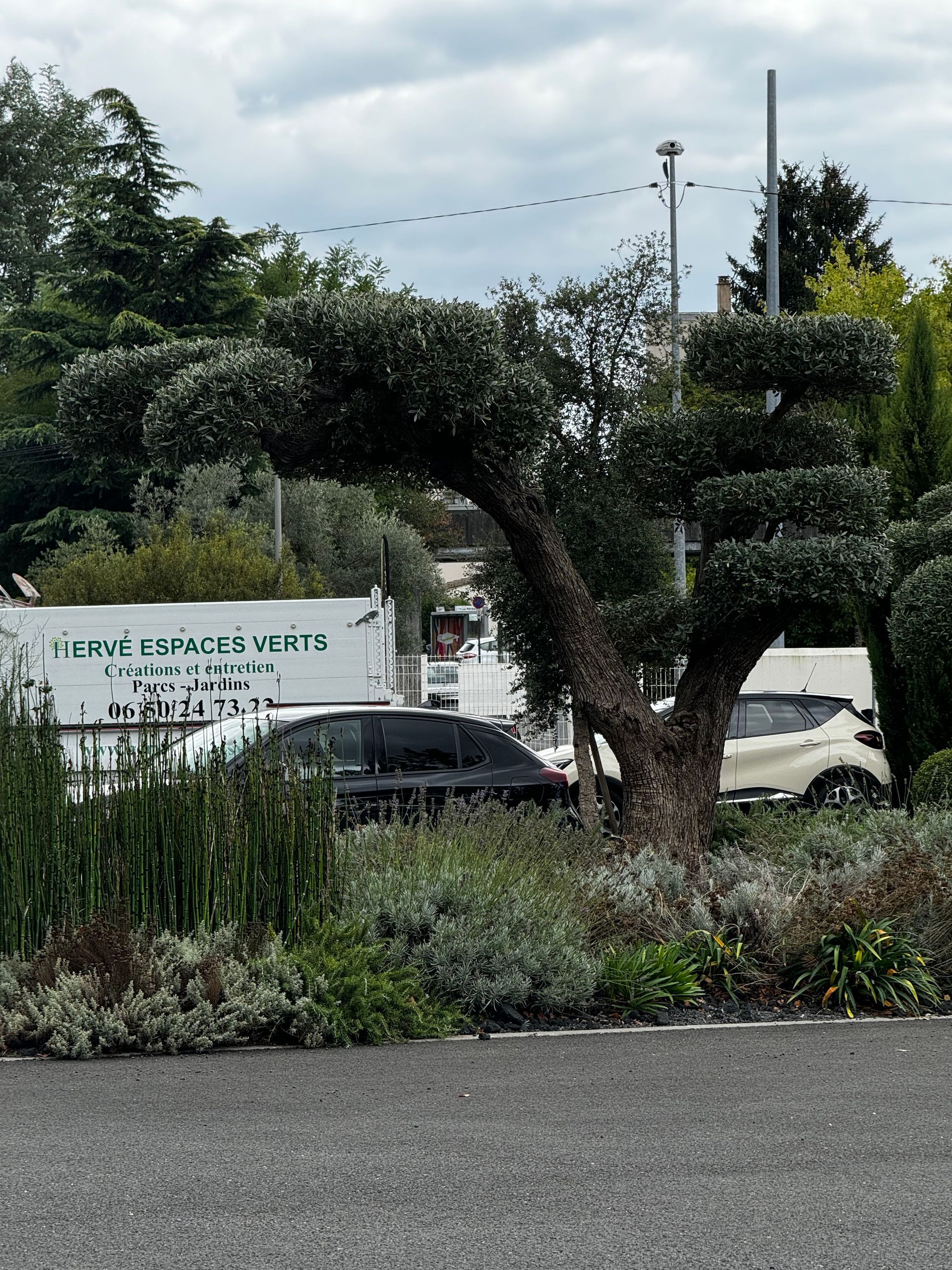 Un arbre taillé au bord d'une route à proximité de véhicules.