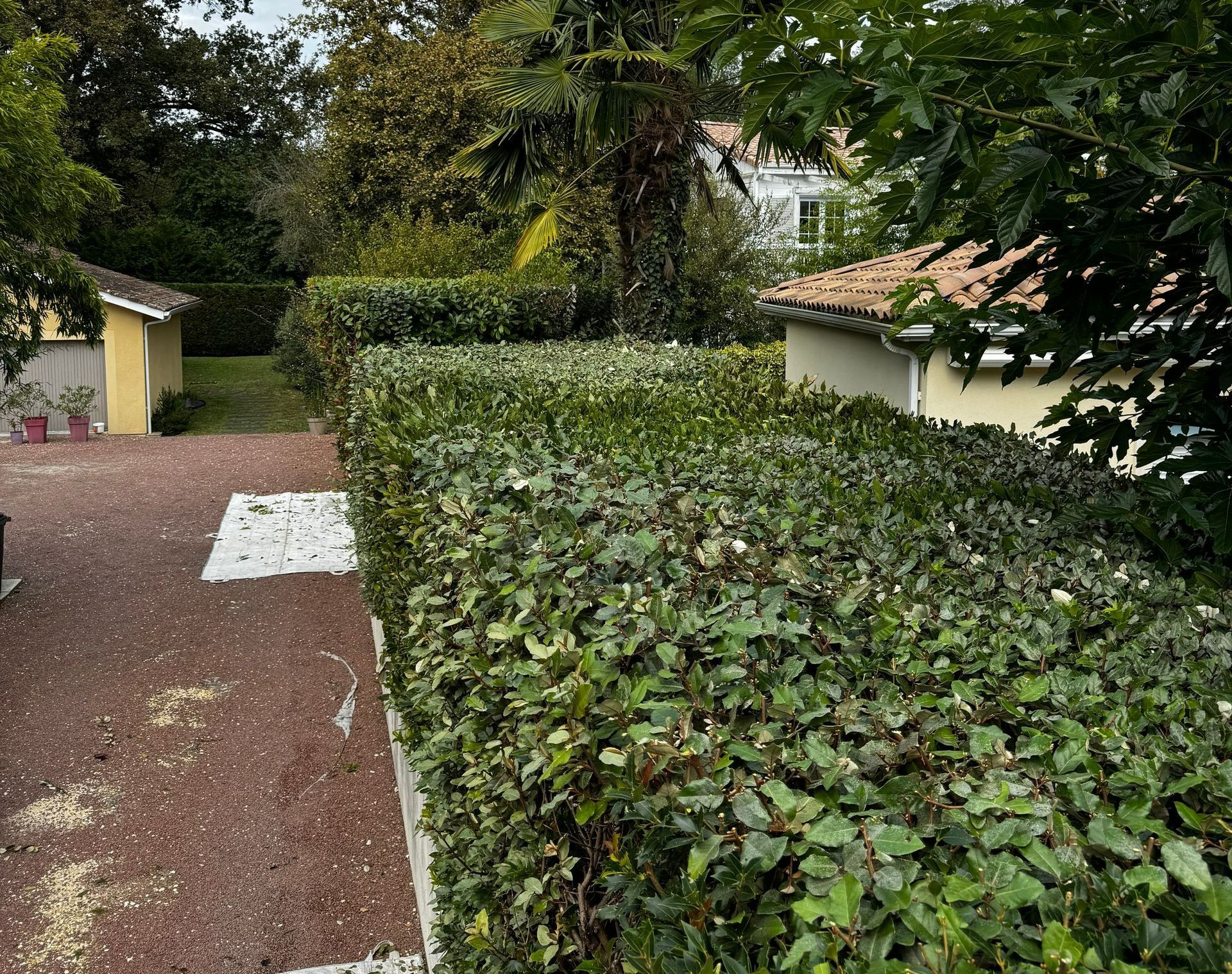 Plusieurs haies taillées.