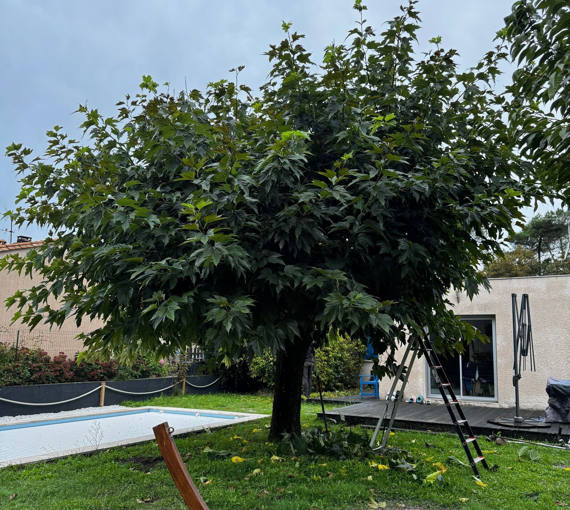 Une échelle au pied d'un arbre dans un jardin.