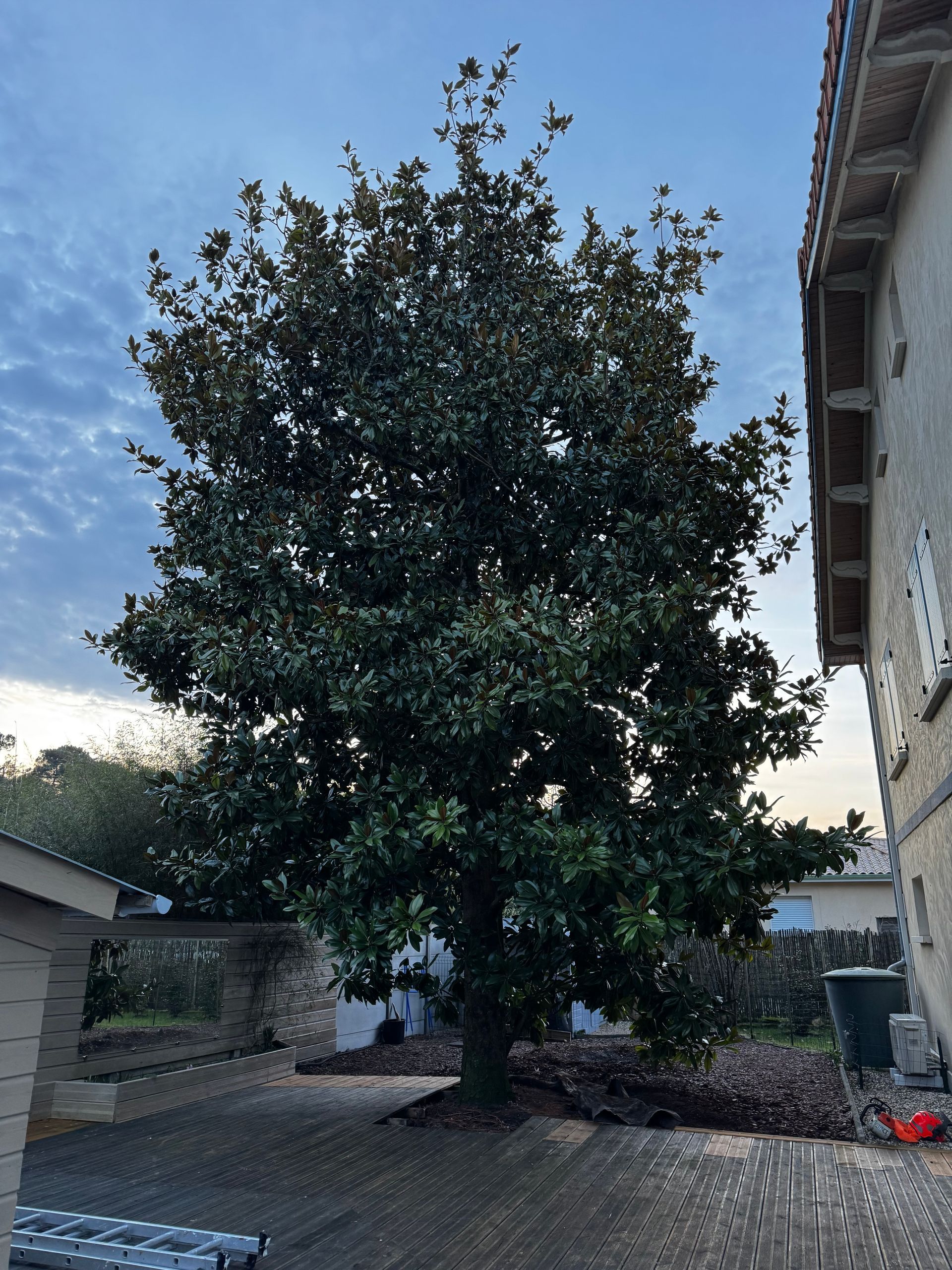 Un arbre derrière une terrasse en bois.