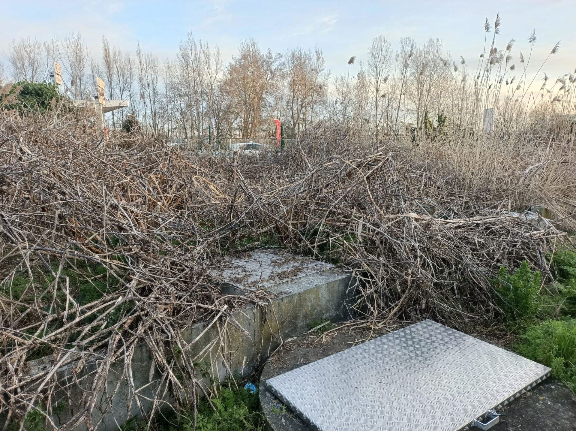 Très grand tas de branchage posé sur un muret en béton.