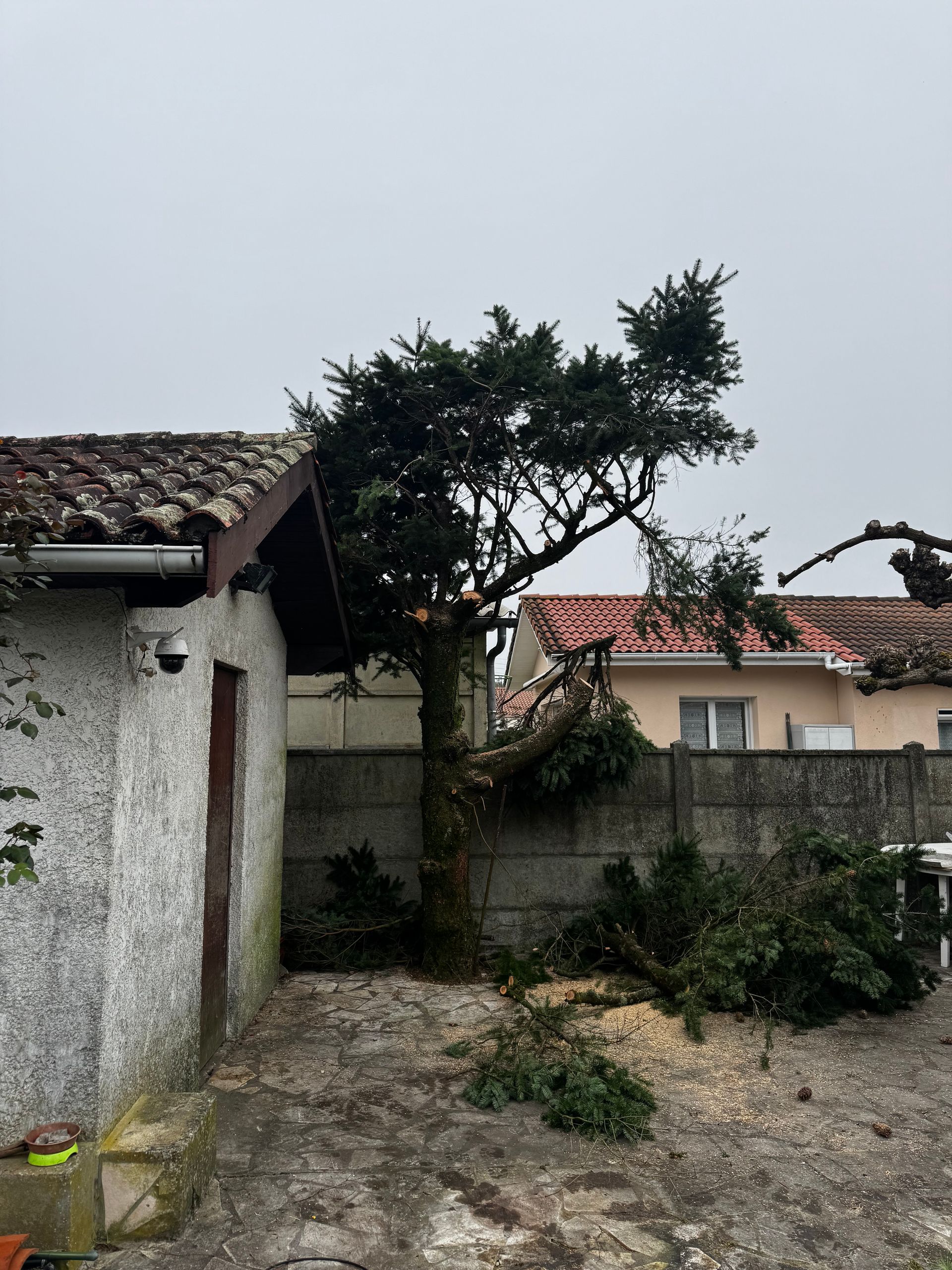 Un arbre avant abattage.