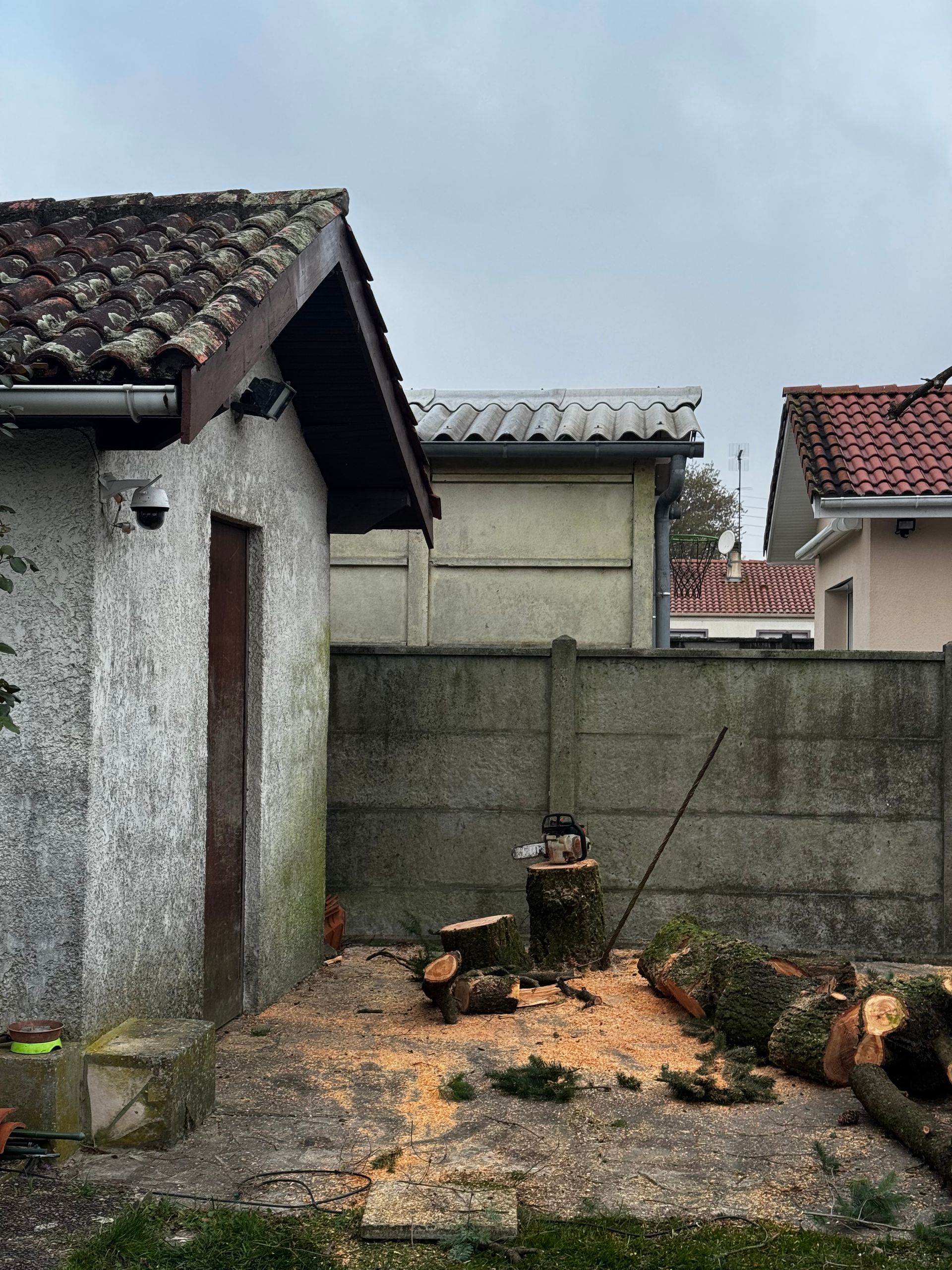 L'arbre est coupé en morceaux posés à terre.