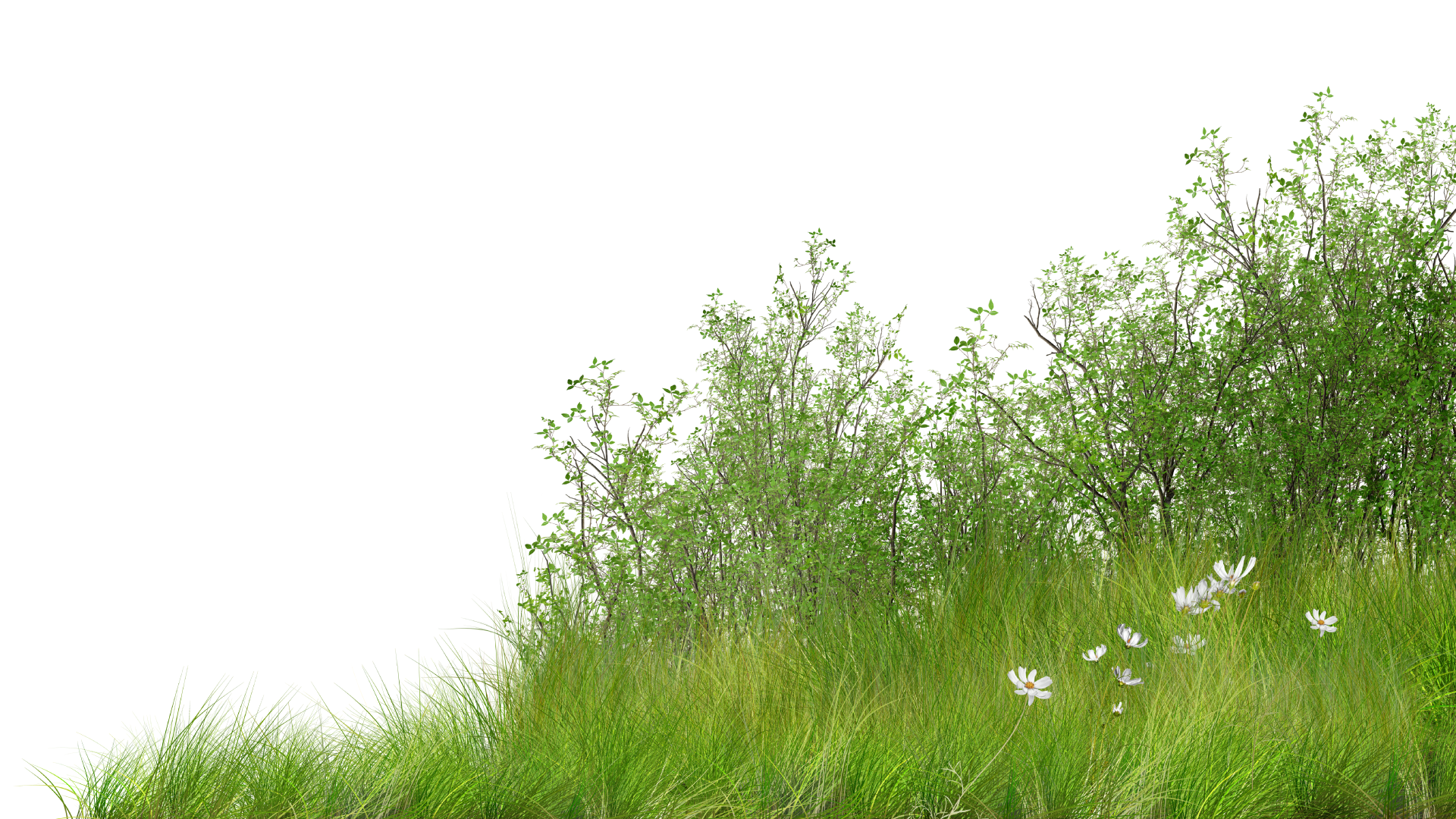 Illustration d'herbes