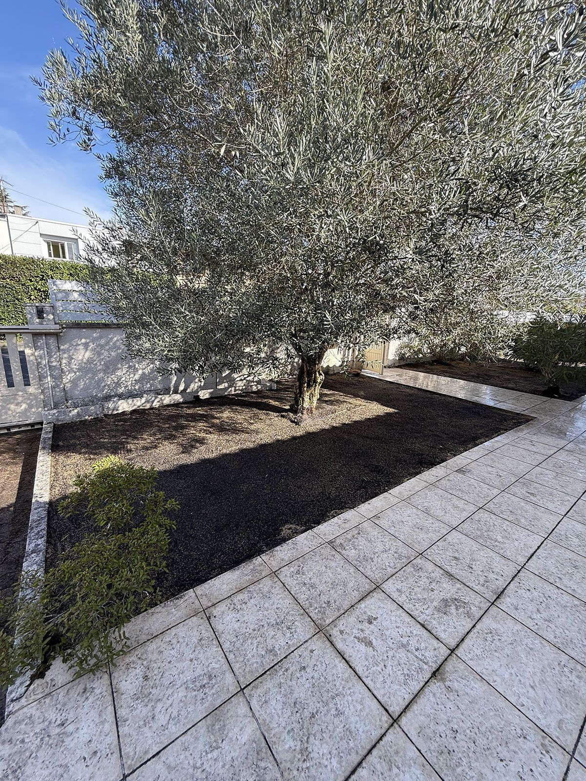 Olivier dans une cour avec paillis et patio en pierre, contre un mur en pierre.