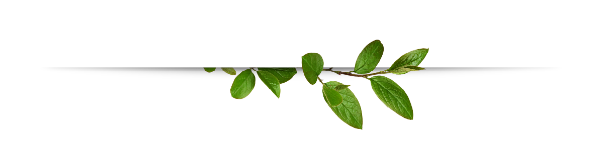 Illustration d'une branche