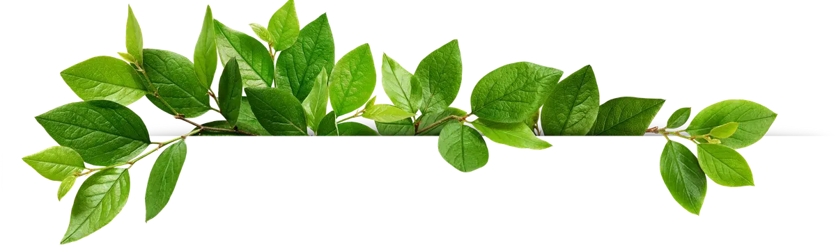 Illustration de feuille