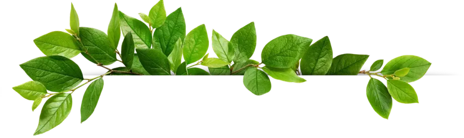 Illustration de feuille