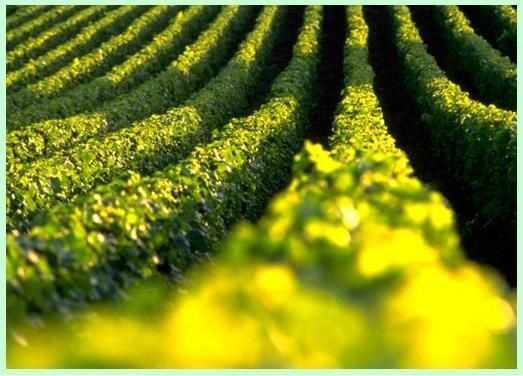 Un campo de plantas verdes con flores amarillas en primer plano.