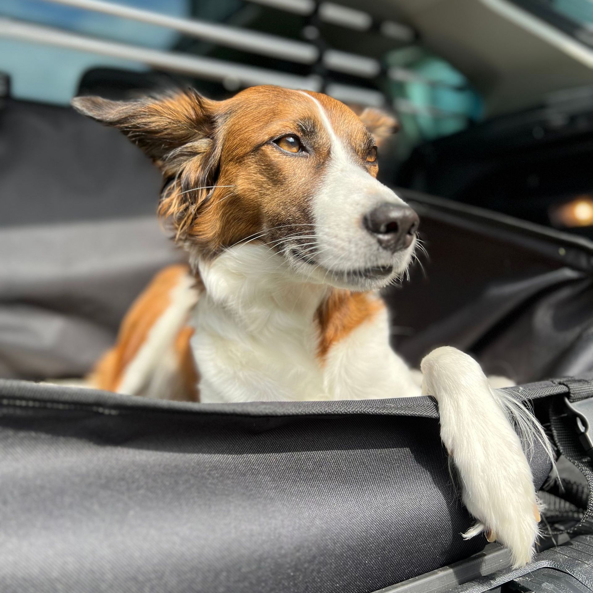 Ein braun-weißer Hund sitzt auf dem Rücksitz eines Autos