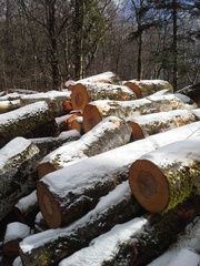 Robert-Félix et Robin Baumgartner