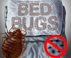 Homestay Management 101: Dealing With Bed Bugs Infestations