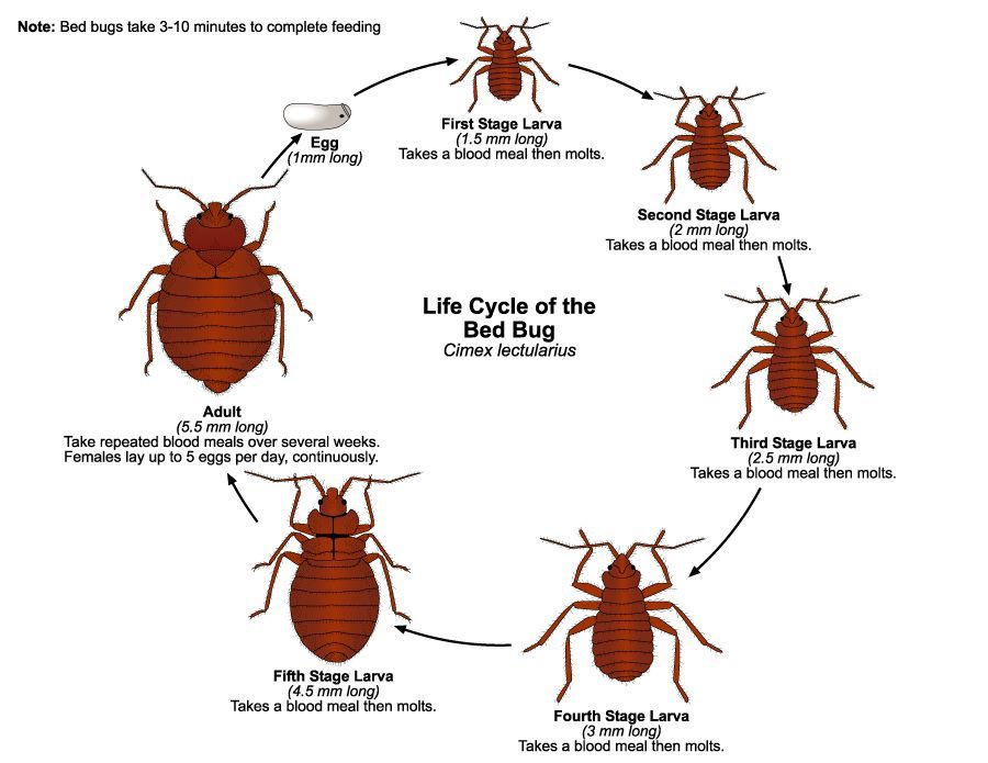 Dealing with bed bugs infestation for homestay management