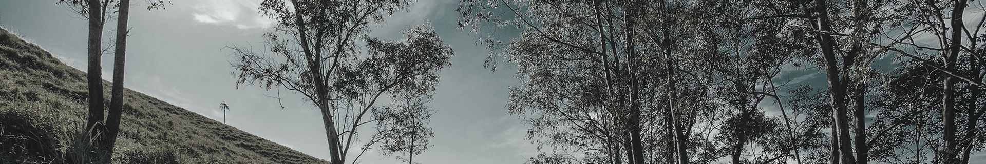 Ein Schwarzweißfoto eines Waldes mit Bäumen und Bergen im Hintergrund.