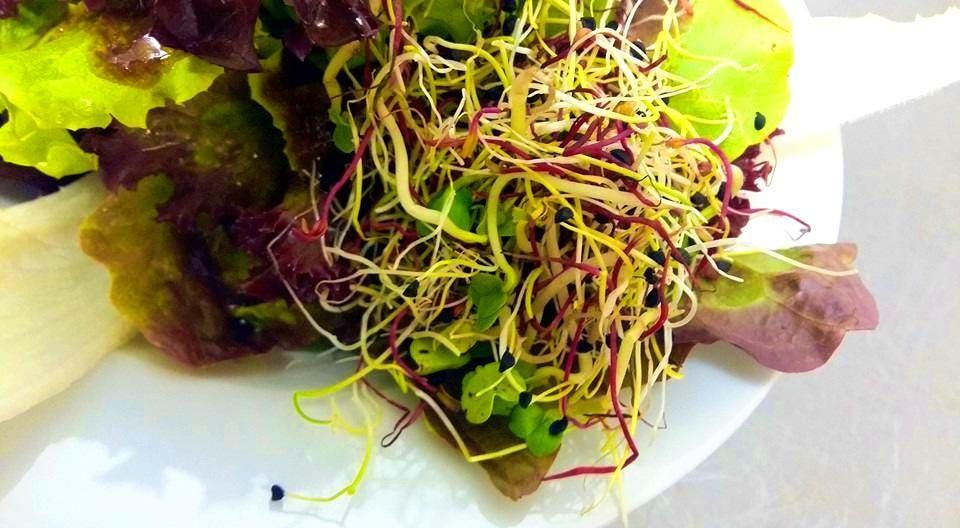 Salat vom Restaurant Friedheim