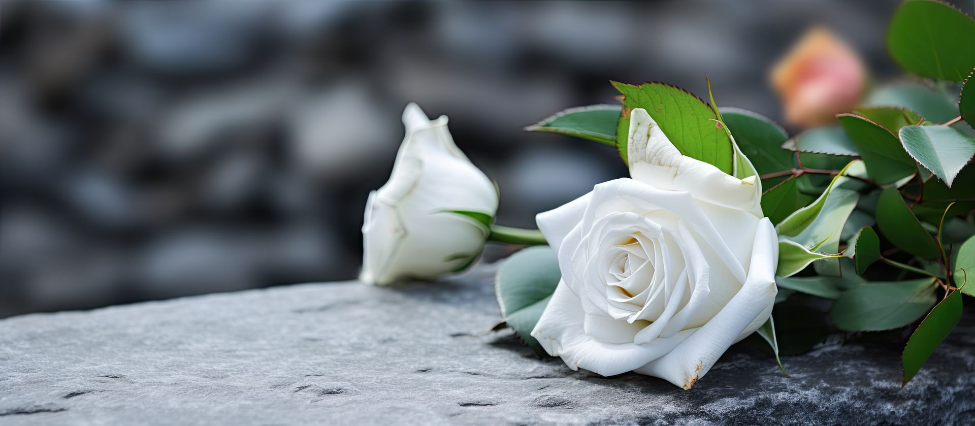 Roses blanches déposées pour un proche décédé