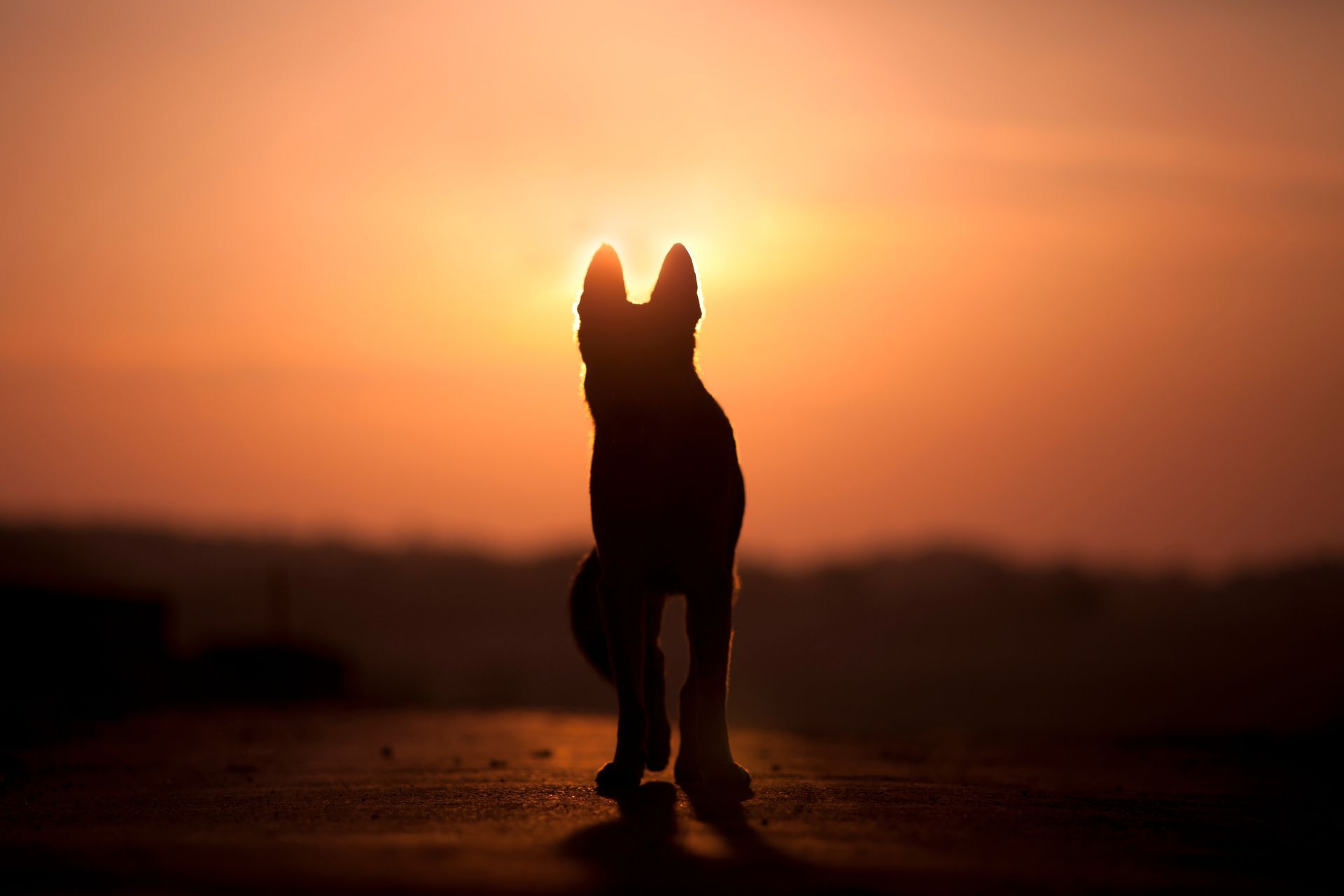 Silhouette d'un chien devant le soleil couchant