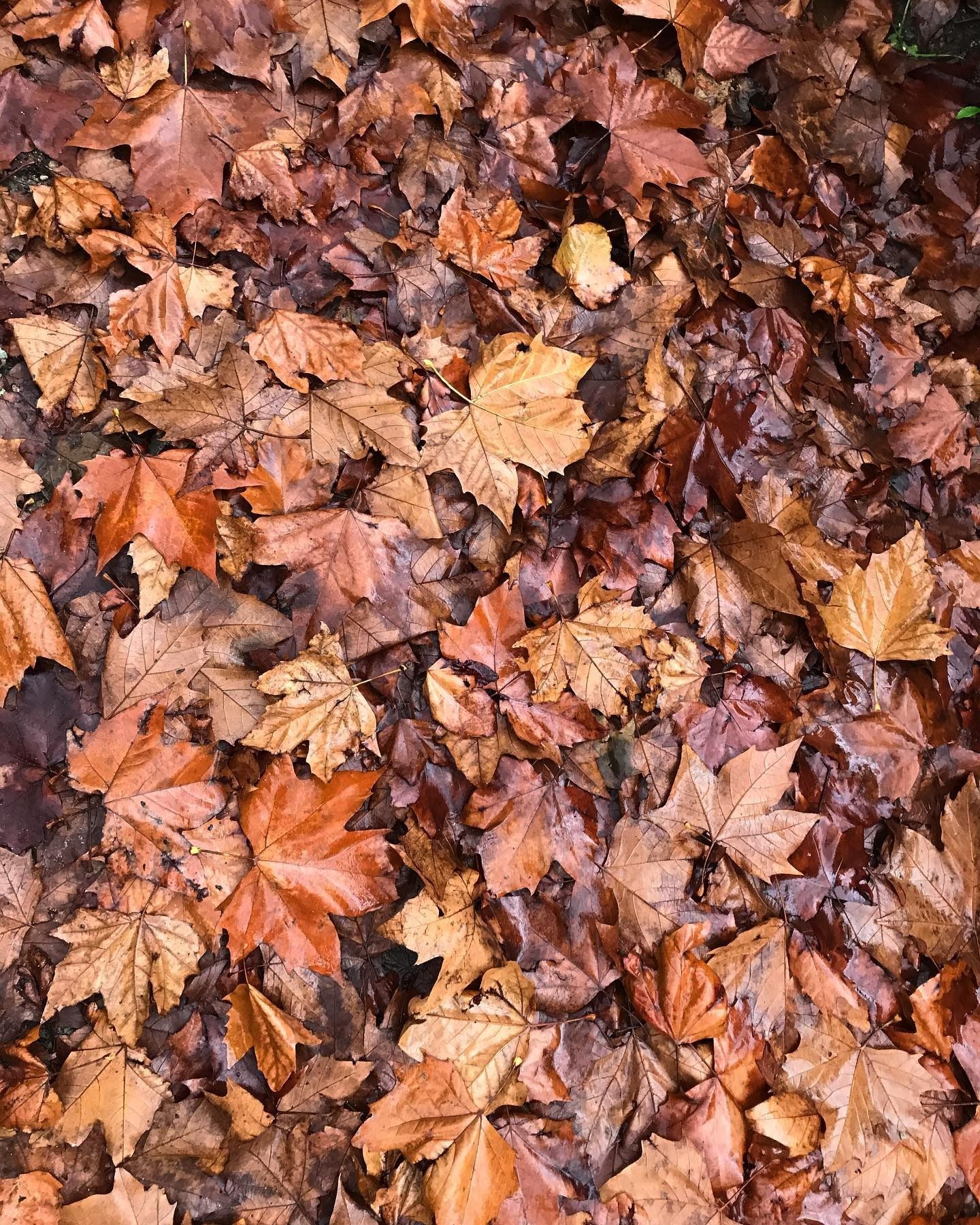 Hojas de otoño caídas en el suelo en tonos marrones y naranjas.