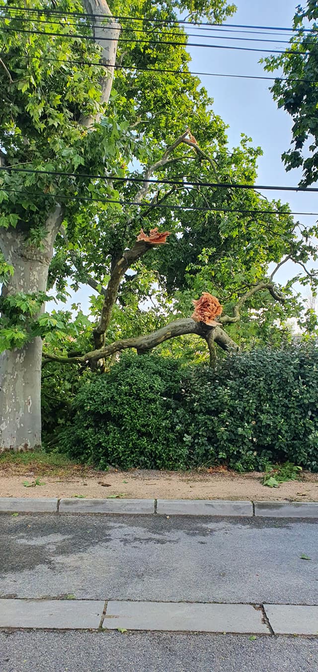 Chute d'arbre suite à des intempéries