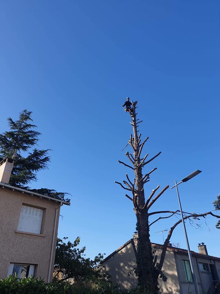 Arbre en cours de démontage