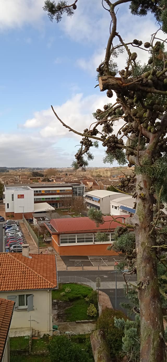Taille raisonnée d'un arbre