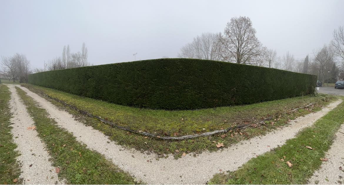 Taille d'une haie de thuyas