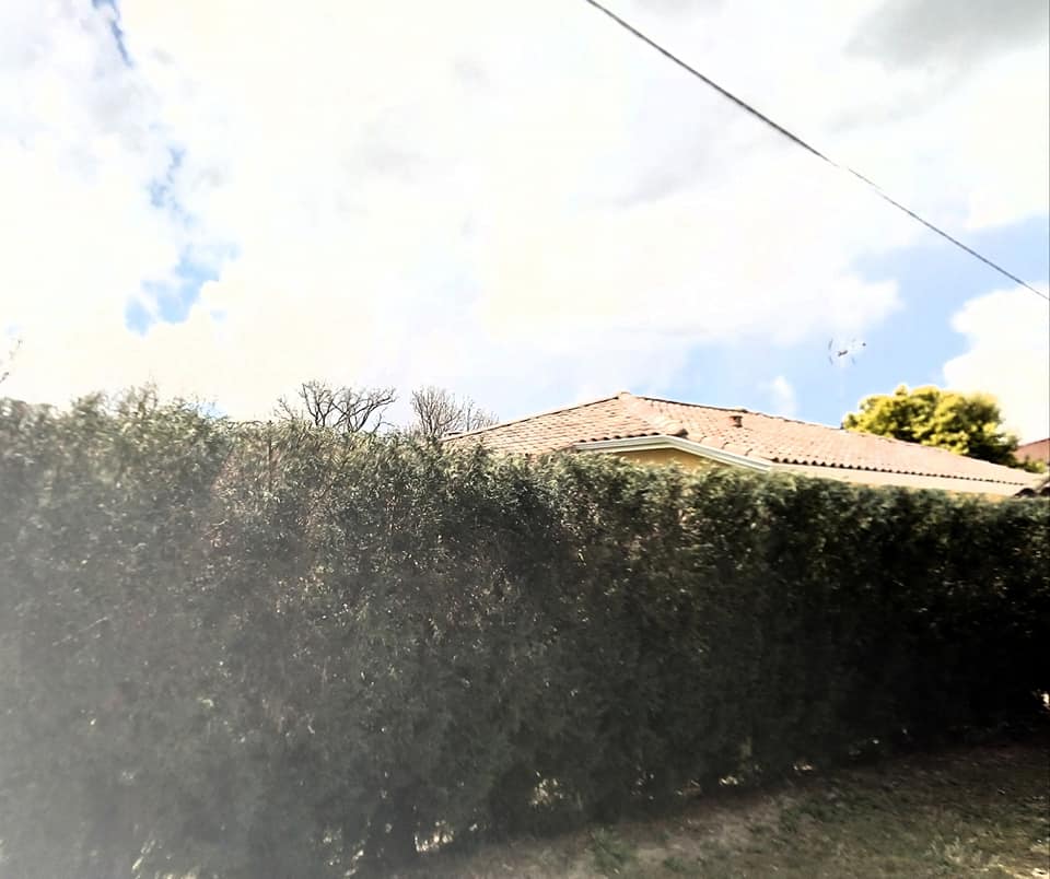 Après rabatage de haies de thuyas