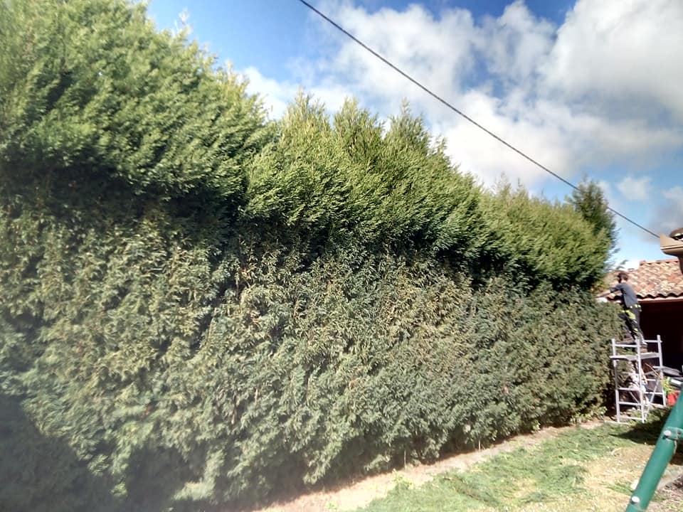 Avant rabatage de haies de thuyas
