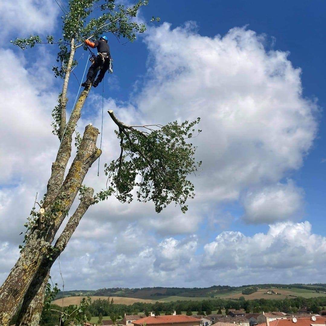 Abattage par démontage d'un chêne