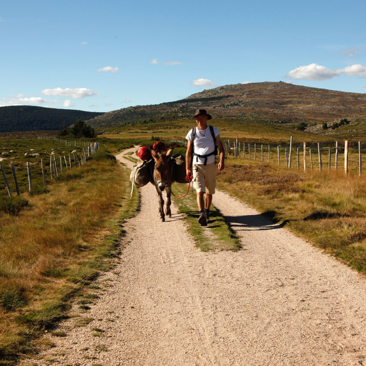 Randonneur avec un âne dans les Cévennes