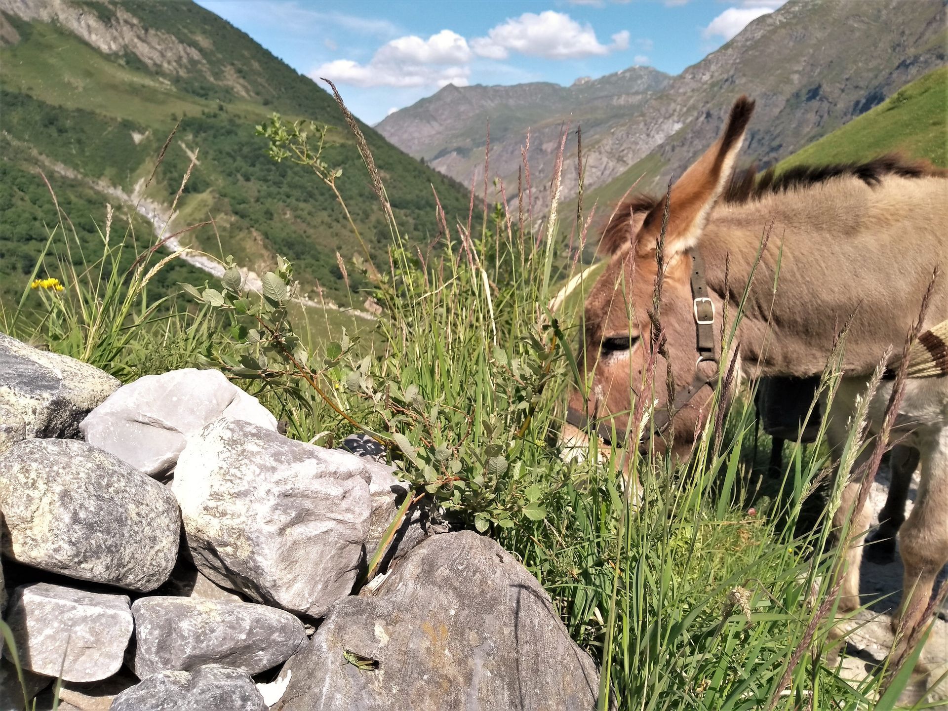 Âne en train de paître dans les Cévennes