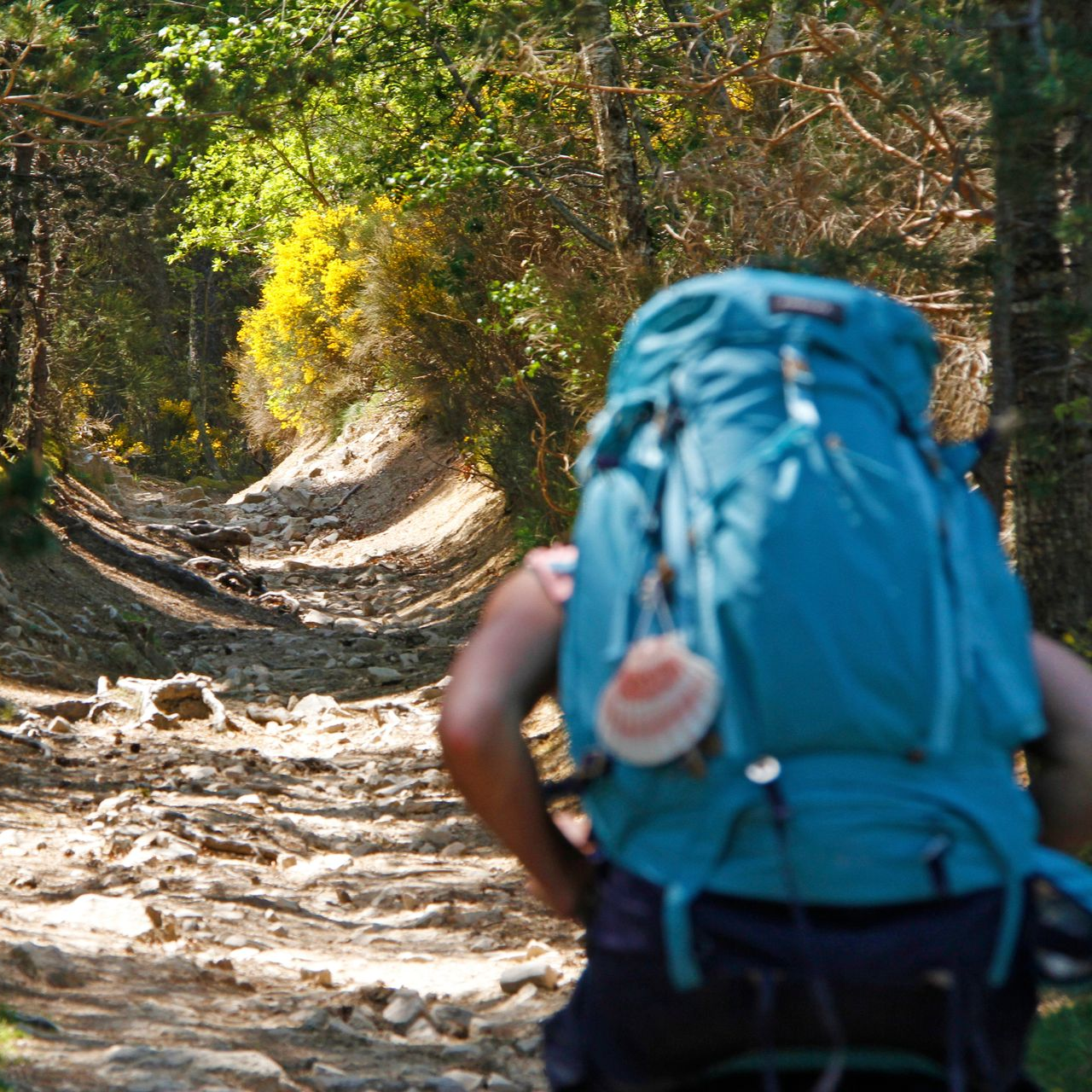 Randonneur avec un sac bleu et la coquille de Saint-Jacques