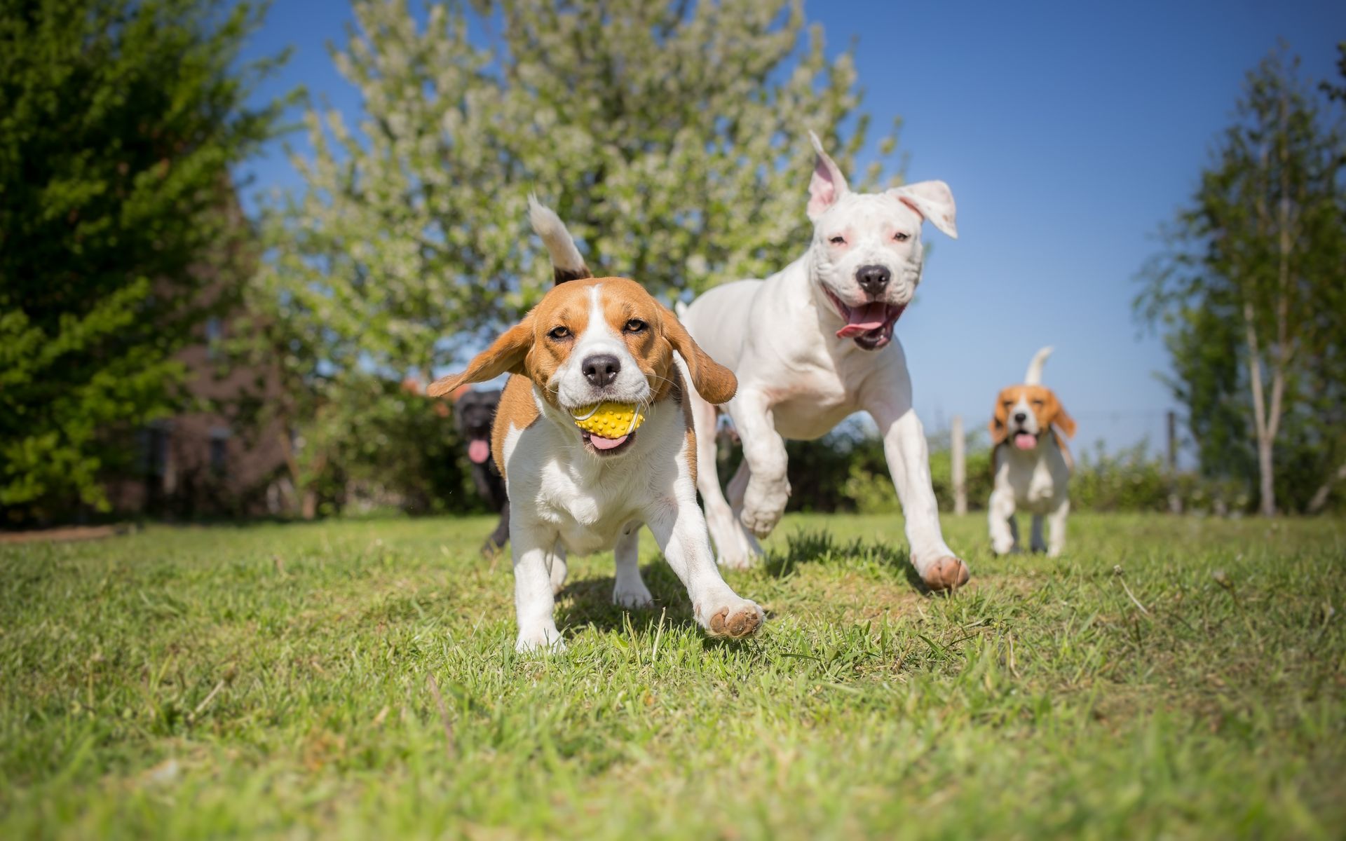 Trois chiens courent dans l'herbe, l'un d'eux tenant une balle jaune dans la gueule. Journée ensoleillée, ciel bleu.
