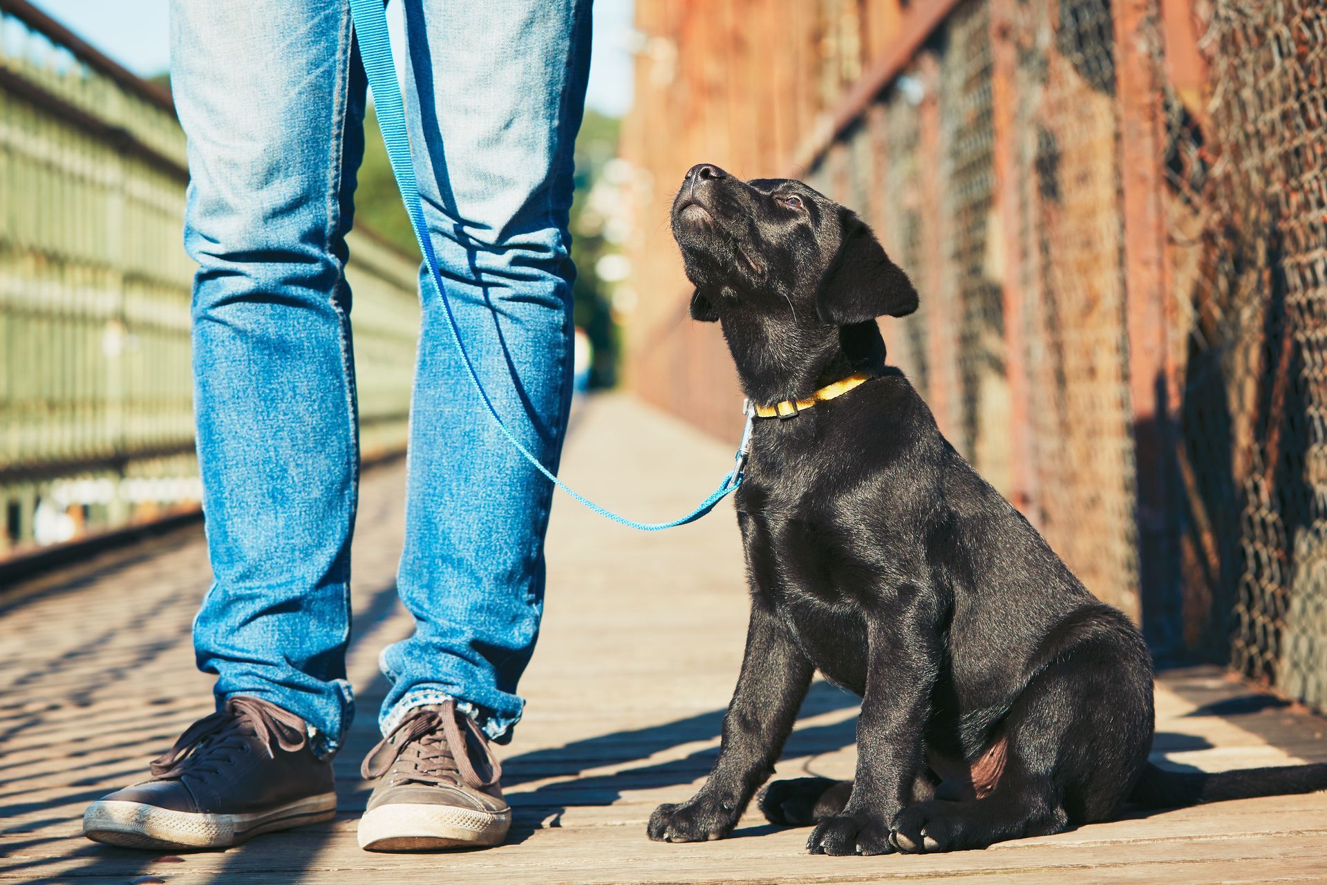 Chiot labrador noir regardant une personne sur un pont, portant un jean.