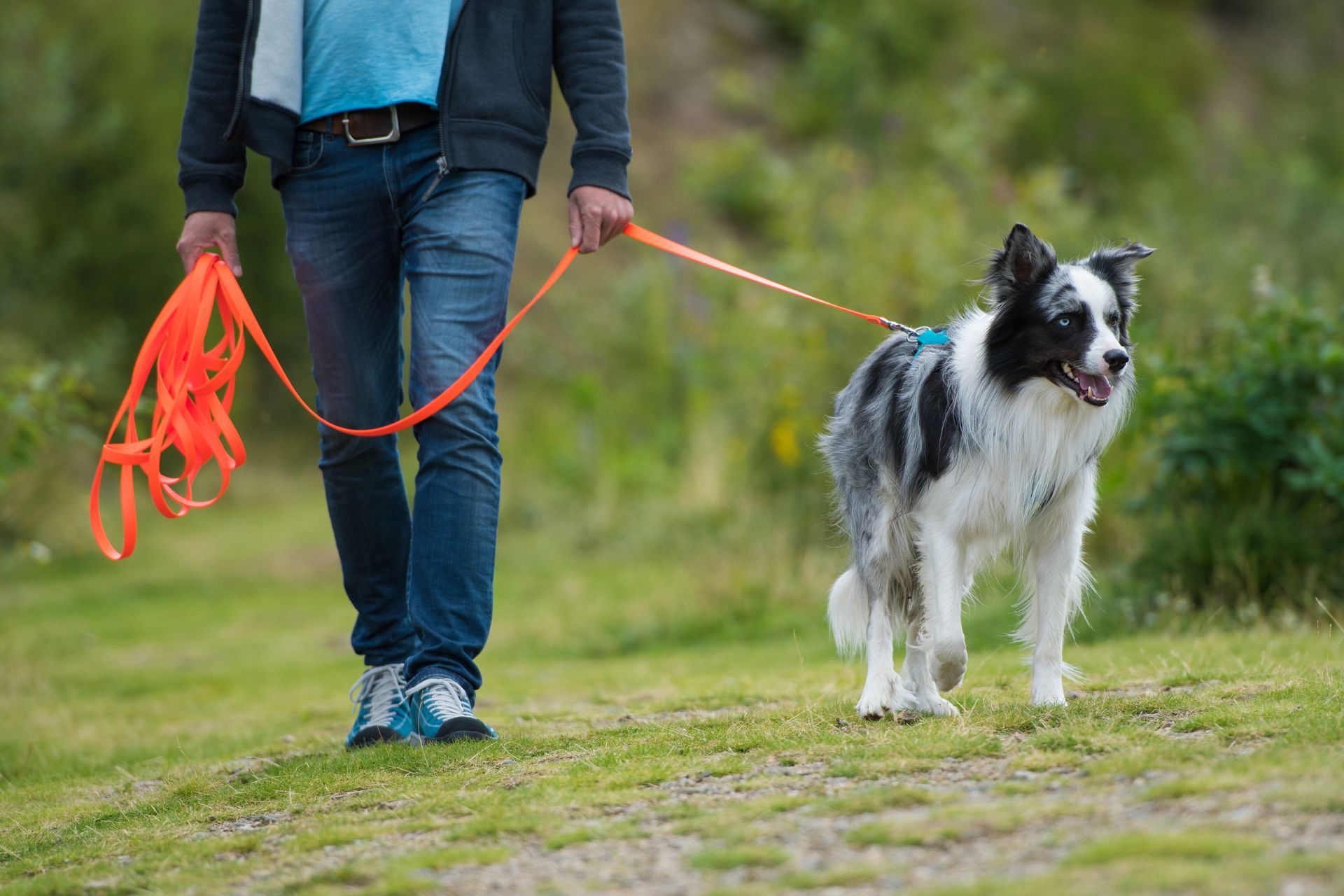 Un homme promène un chien noir et blanc sur une colline herbeuse, tenant une laisse orange vif.