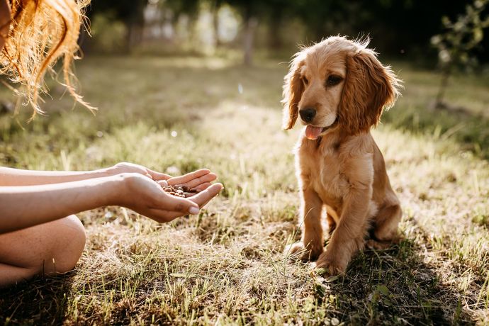 Un chiot doré est assis attentivement sur l'herbe, regardant une personne qui lui tend de la nourriture.
