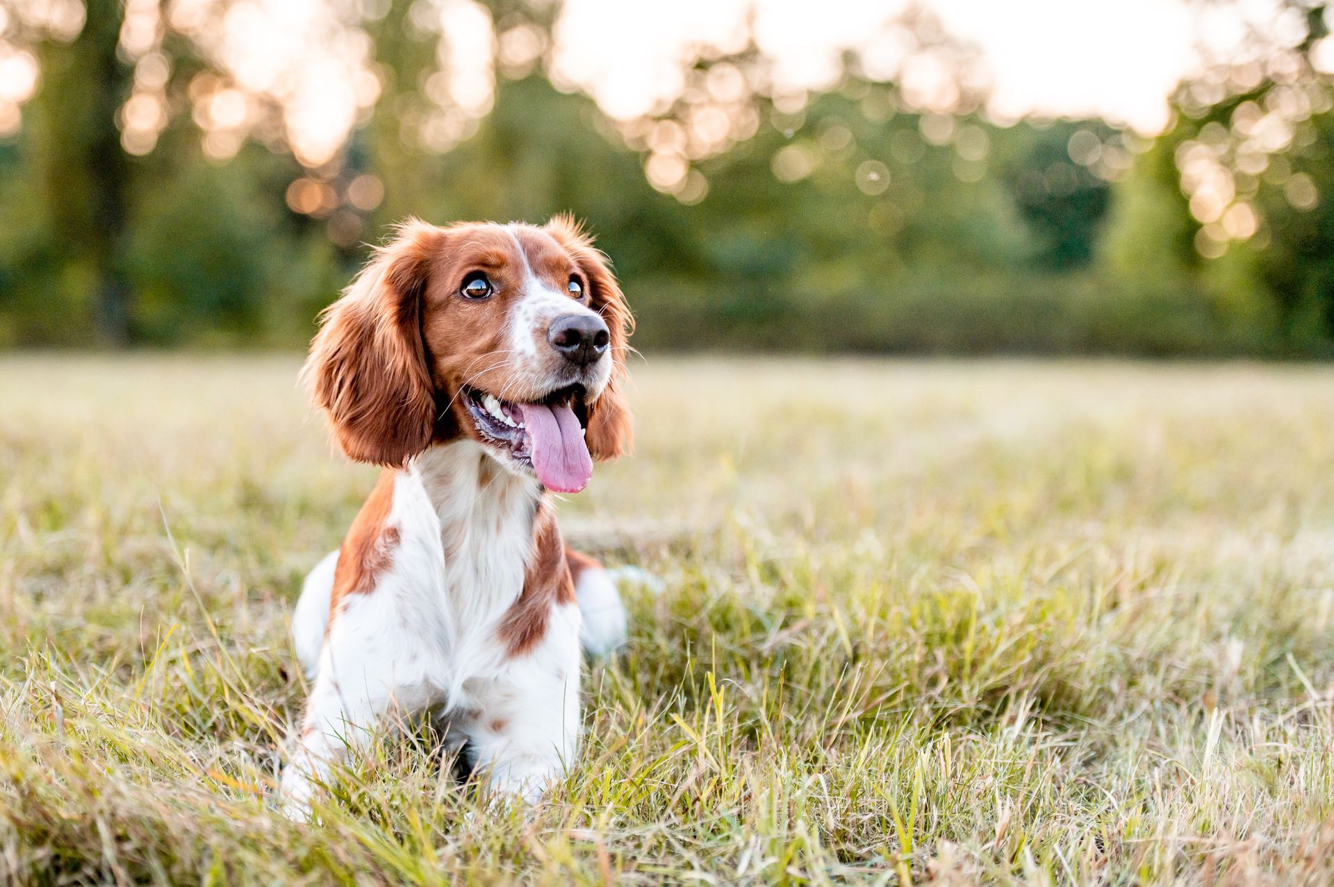 Welsh Springer Spaniel dans un champ herbeux avec la langue tirée, regardant vers le haut.