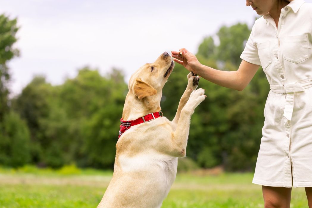 Une femme en robe blanche entraîne un labrador jaune à l'extérieur, lui offrant une friandise.