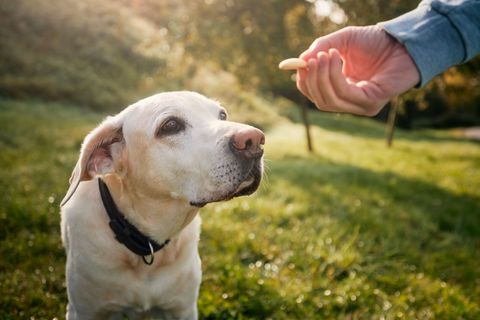 Un labrador lève les yeux vers une main offrant une friandise dans un cadre extérieur herbeux.