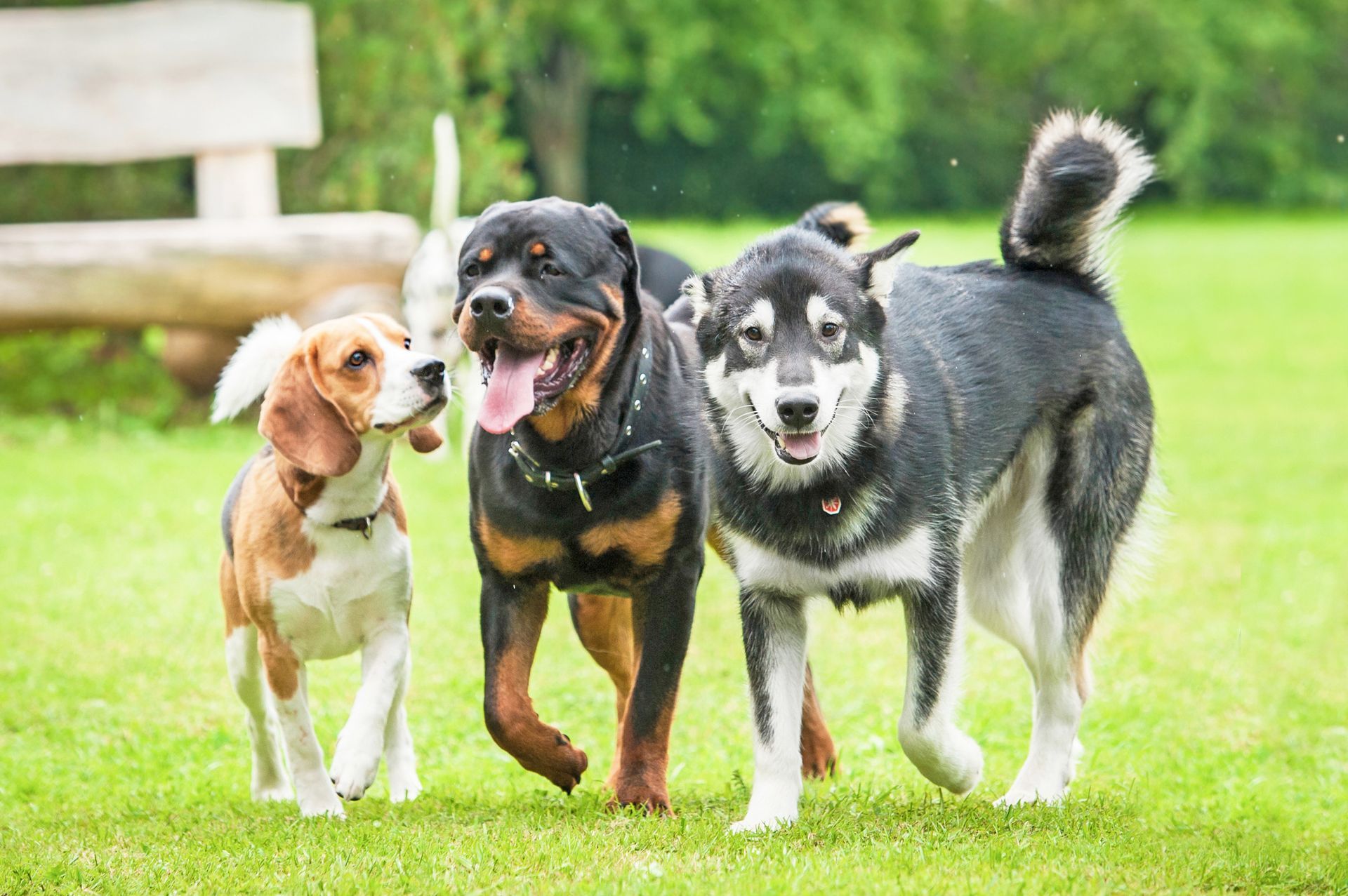 Des chiens croisés beagle, rottweiler et husky se promènent joyeusement sur l'herbe verte dans un parc.