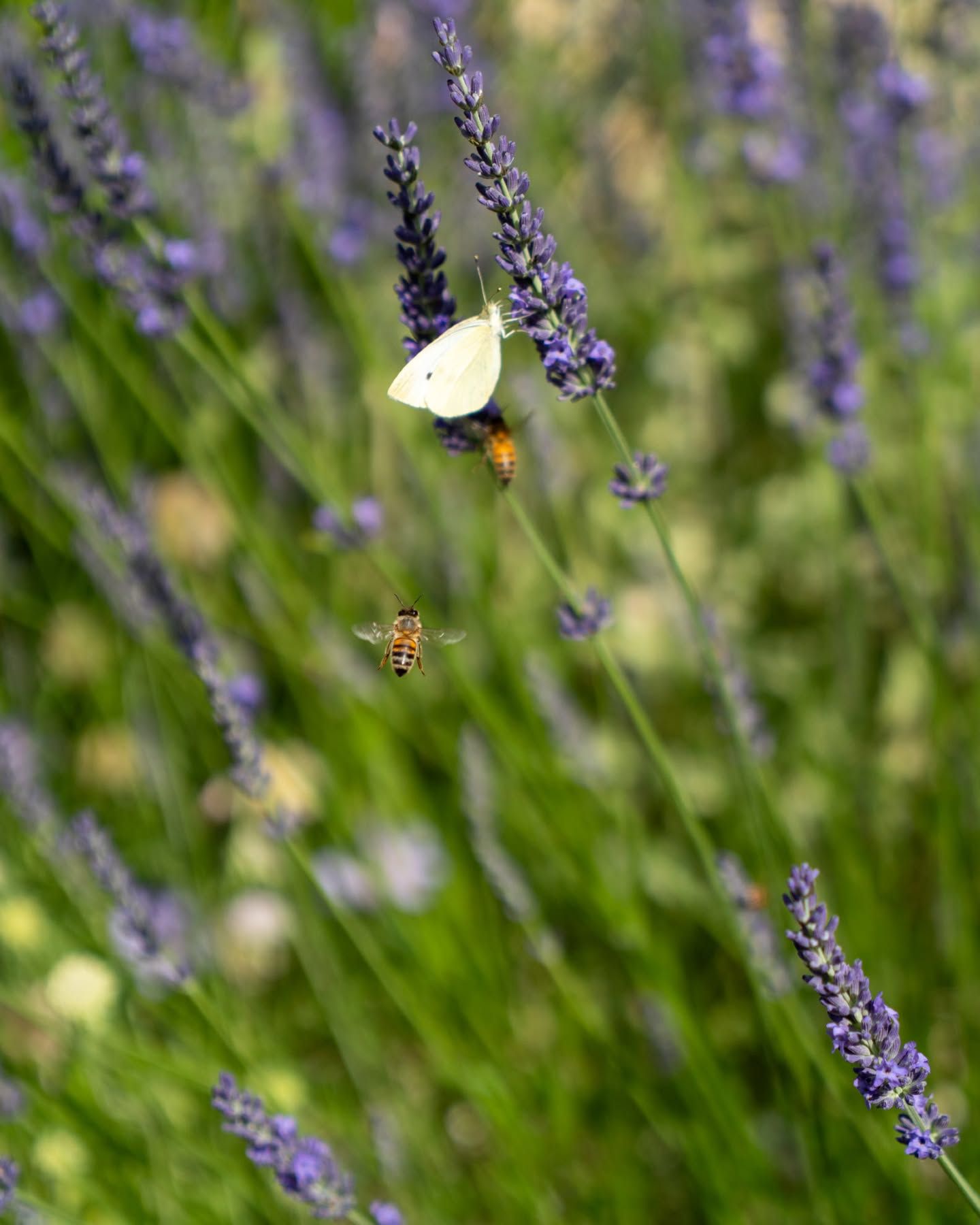 Papillon sur des fleurs de lavande violettes, dans un champ verdoyant