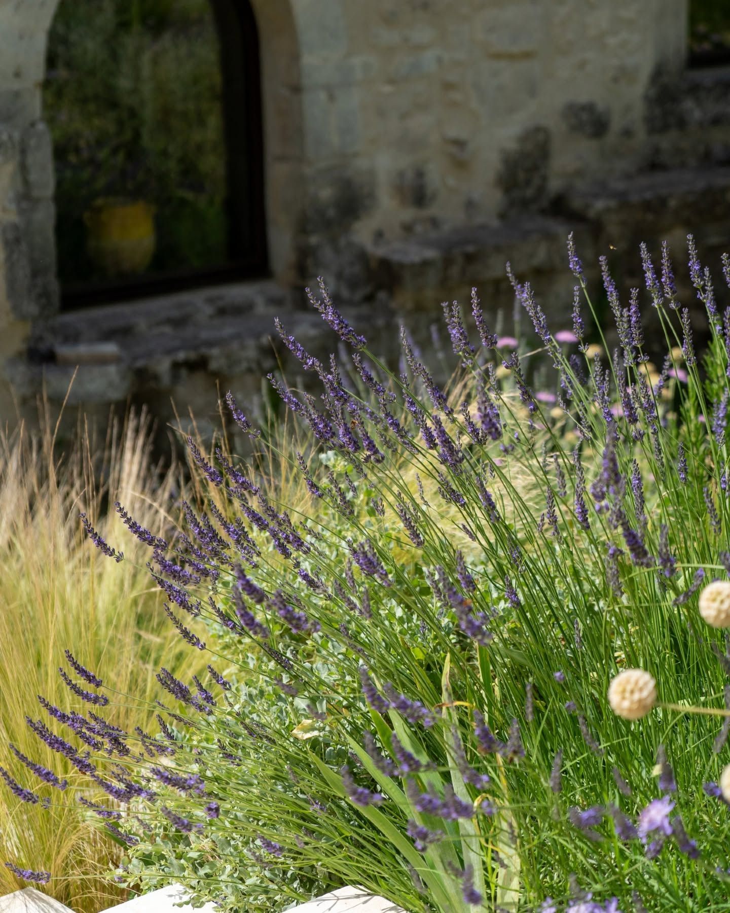 Des fleurs de lavande violettes près d’un muret en pierre et d’une fenêtre, dans un jardin ensoleillé