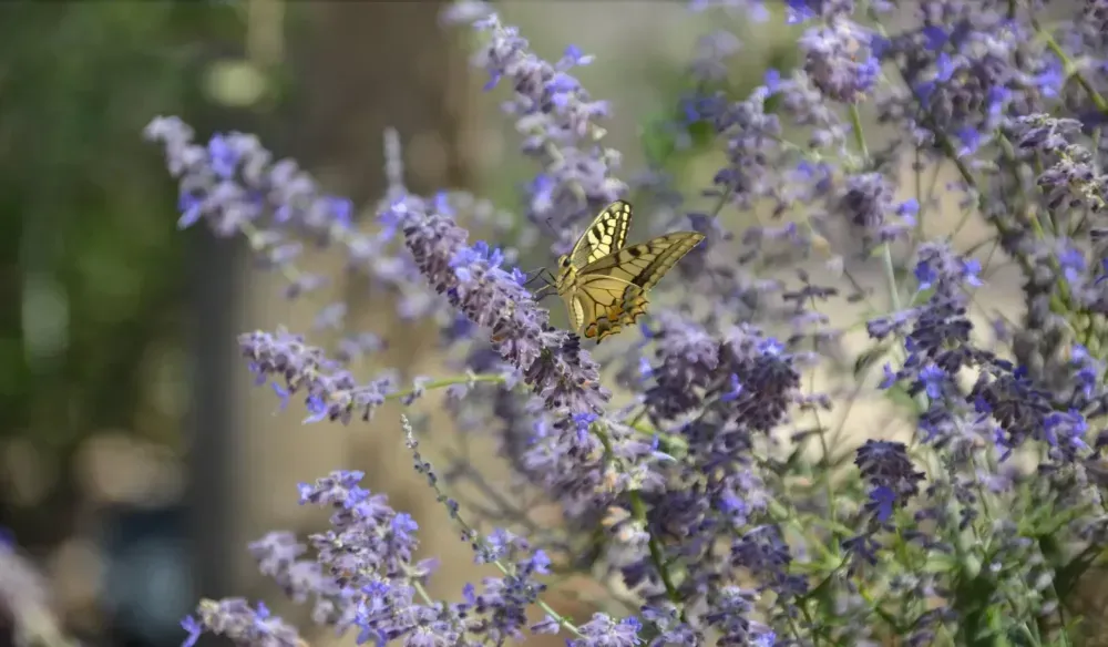 Papillon jaune sur des fleurs sauvages violettes dans un jardin ensoleillé