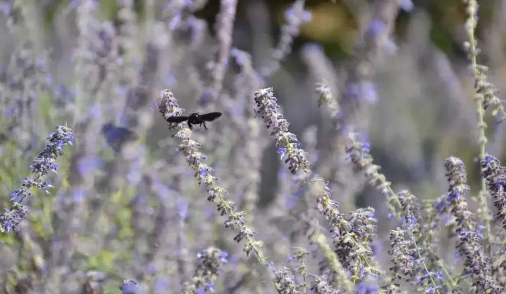 Un colibri en vol stationnaire parmi des fleurs sauvages violettes dans un jardin aux contours flous