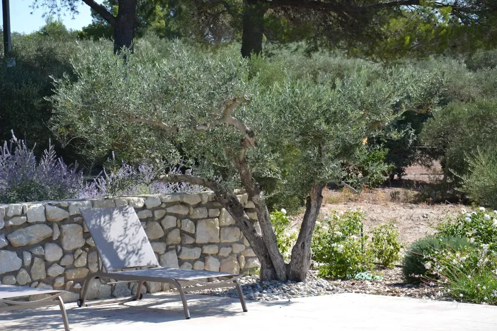 Banc en pierre et muret bas dans un jardin ensoleillé avec des oliviers et des arbustes