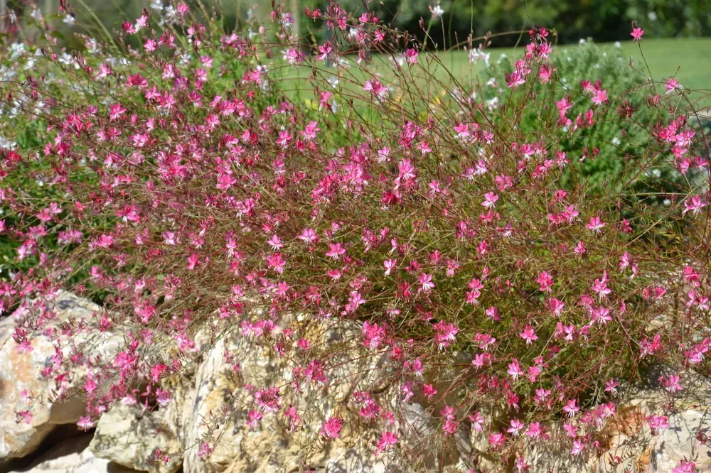 Des fleurs sauvages roses poussent par-dessus un muret de jardin rocheux, avec un feuillage vert à l’arrière-plan