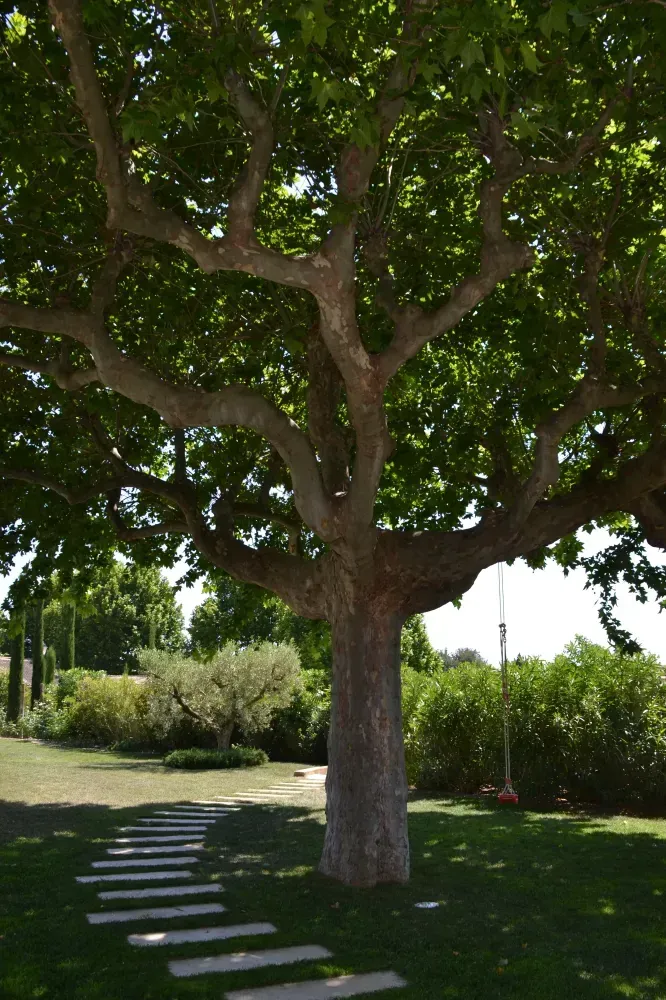 Arbre ombragé dans un jardin paysager, avec des pas japonais traversant une pelouse verdoyante